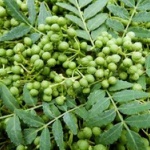 山椒とかいう鰻食うときしか出番ない雑魚調味料ｗｗｗｗｗｗｗ