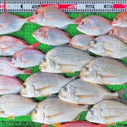 2025年12月16日　釣果