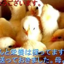 【最も美しい100の鳥】