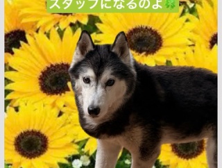 アイビーに沢山のお花が、、、🌸🌸🌸