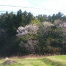 山桜