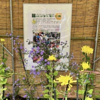 岐阜公園「菊人形・菊花展」