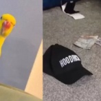 警察「妙だな…犯人の彼女が飼ってるインコが謎の言葉を話してる…あっ！！」 → 凄い事件を解決することになるｗｗｗｗｗ