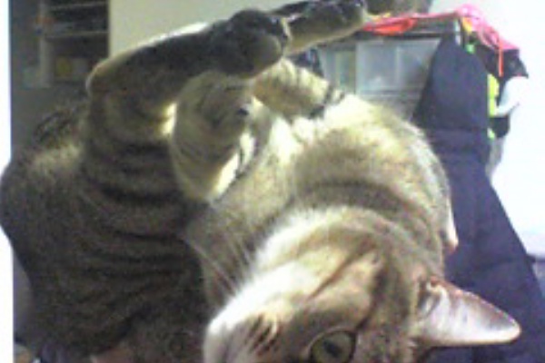 俺達みーもんずっ