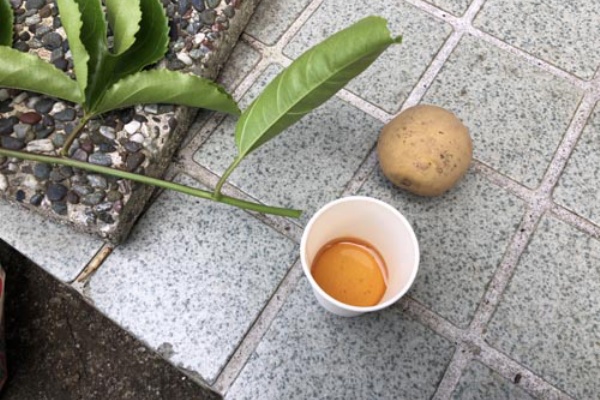 パッションフルーツ変な挿し木方法に挑戦 天狗のハナモゲラ