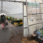 恵庭市のやしき花園さんで買ったお花と野菜の苗