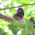 2025鑁阿寺アオバズクの巣離れ幼鳥を撮るI🐤📸(足利市)