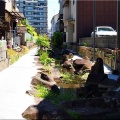 今回は、5/17(日)に「第59回〝福山ばら祭2026〟」行きのGONsanでした(^.-)☆(02)