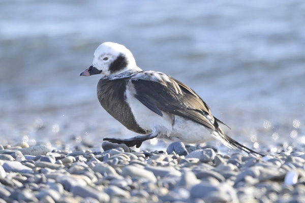 日本全国の山・川・海に生息している野鳥達に会えるサイト - 水鳥