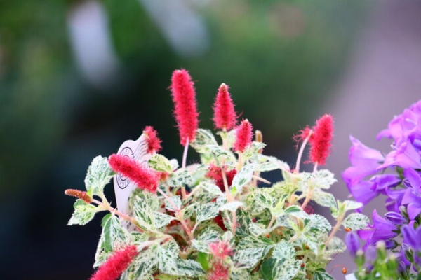 モナガーデン 中西園芸のblog 21