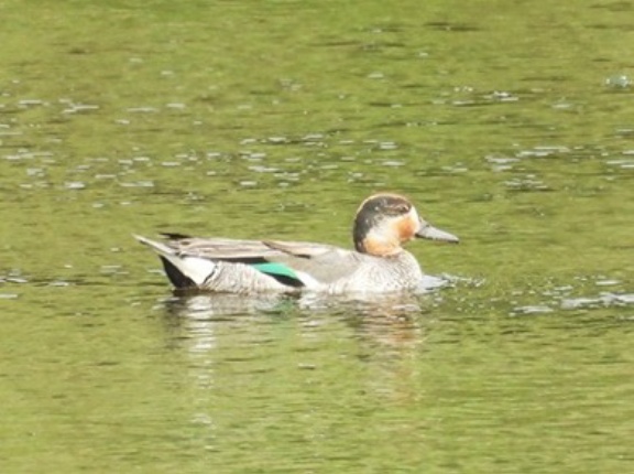 2026年9月9日の野鳥公園