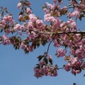 内園の八重桜　15日でしたが・・・。