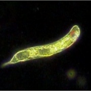 Euglena　oxyuris　オオミドリムシ？？