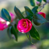 『今年も健康でいられた事に感謝』の画像