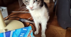 うちのねこ　チビ