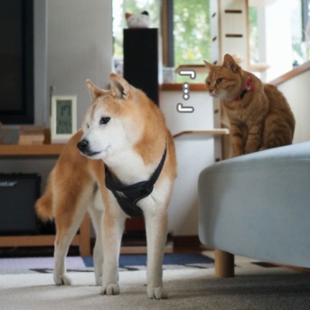 曇天の彼岸入り