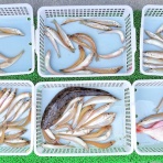 竹村貸舟店【高知県 浦ノ内湾～宇佐～須崎市横浪半島沖の船釣り】釣果情報 & ブログ