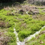 富士山トンボ池通信