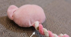 ゆきち、ストレスフルなのだろうか？