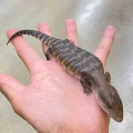 今月のサービスデーは特大サービスやで～