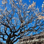 「順吾の一日」