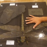 【閲覧注意】虫の正体ってなんなの？