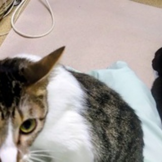 公園のネコたち