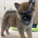 柴犬
