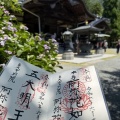 思い立ったら翌日出発！還暦の一人旅は、阿弥陀寺の美しいアジサイと御朱印から