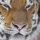 『投稿：動物園５態　2022/02/19』の画像