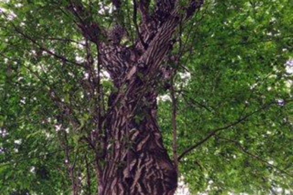 井の頭公園のイヌシデ この一冊 書籍 公園 神社の樹木