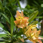 青い郊外の空の下・黄色と緑のセロファンの花たち