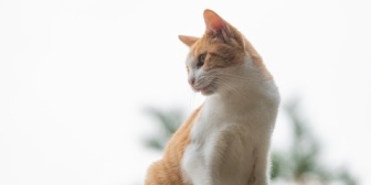 妻と大ゲンカしてしまった。→頼むから、喧嘩中に猫と挨拶するのやめてくれ…