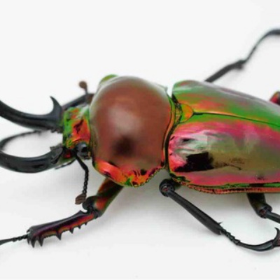 ピカール血統のインブリードとアウトブリード : GOKUSAISHIKI