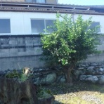 徒然に！記(Tomo's Blog)