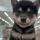 ころころ柴犬ちゃん🎶