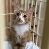 トライアル決定～ダブル発表～