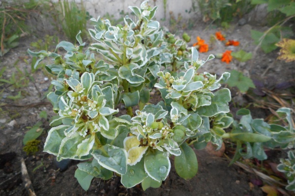 カモミールのじゅうたん エキナセア