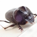 初夏の生き物観察体験「糞虫(ルリセンチ)を観る」
