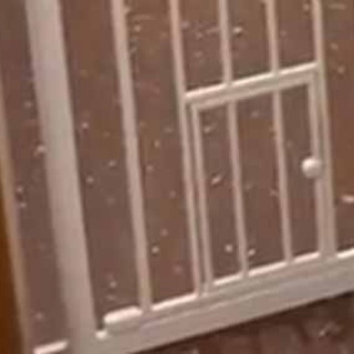 猫の動画 ねこわん！
