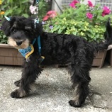 『【犬】里親募集を開始いたしました』の画像