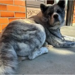 ボルゾイ暮らしトコトコ新聞2025