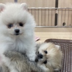 ペットショップ ワンラブグループ カインズ羽生店ペッツワンコーナーのスタッフブログ