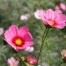 キンモクセイの香り🌼