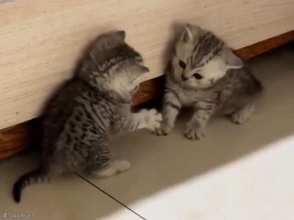 子猫と子猫…初めてのネコパンチ対決