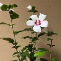 7月9日のお稽古ーお茶会の稽古