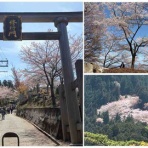 シェビーズのブログ