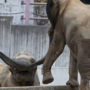 砥愛ちゃん！お姉ちゃんの頭は跨ぐもんじゃありません！