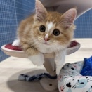 367471 ノルウェージャンフォレストキャット