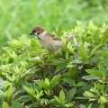 ７月５日　公園スズメ